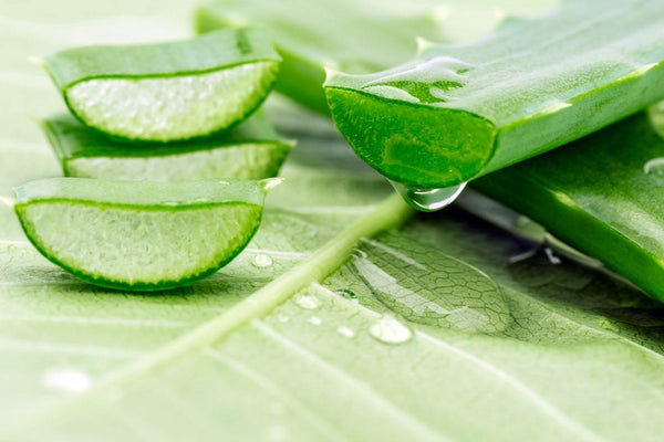 Why you should be using aloe vera on your skin